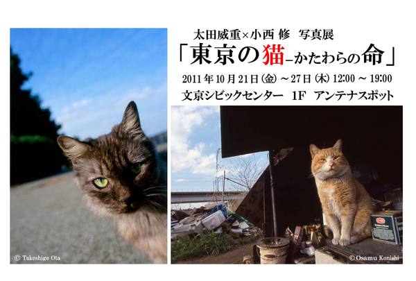 東京の猫　ＤＭ裏(改訂版）.jpg